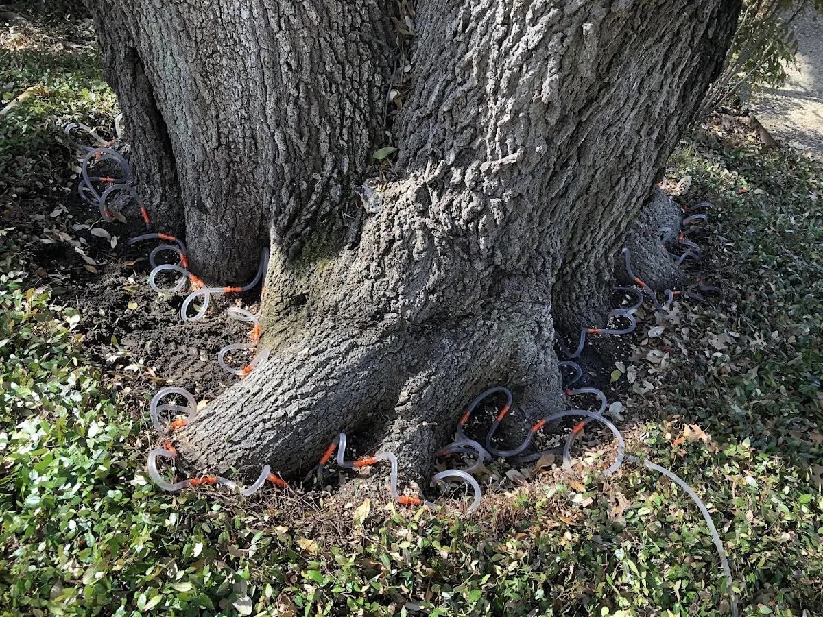 Detailed Tree Cabling and Bracing job site in Rayne