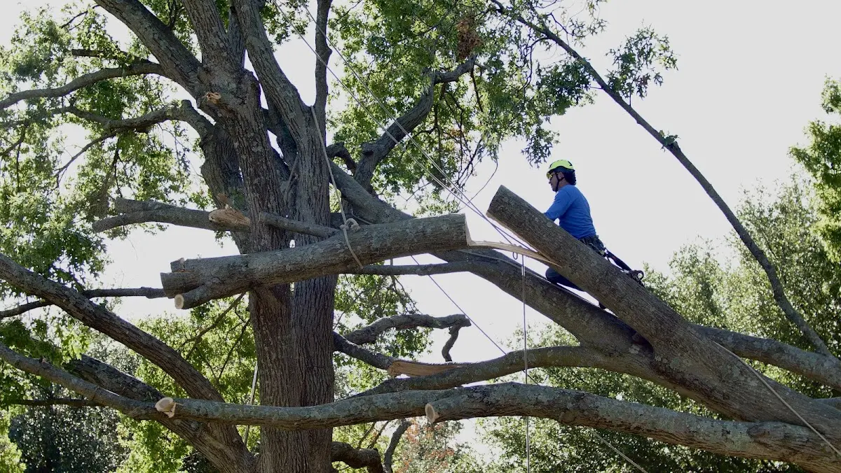 Professional Hazardous Tree Removal performed by certified arborists in Rayne